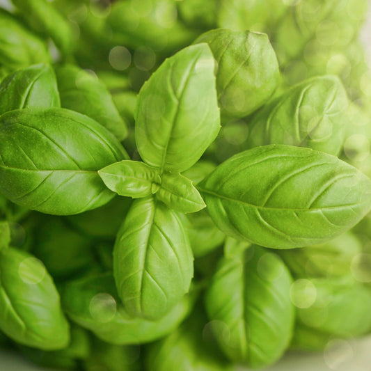 Basil (Plant)