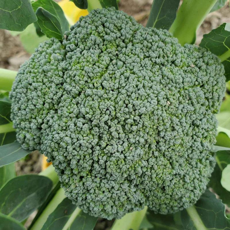 BC Fresh farm in Delta, BC