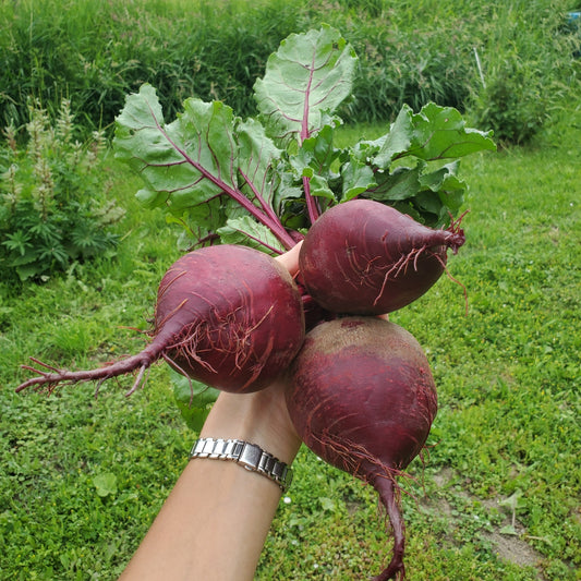 Beet, Red Bunch - Certified Organic - BC