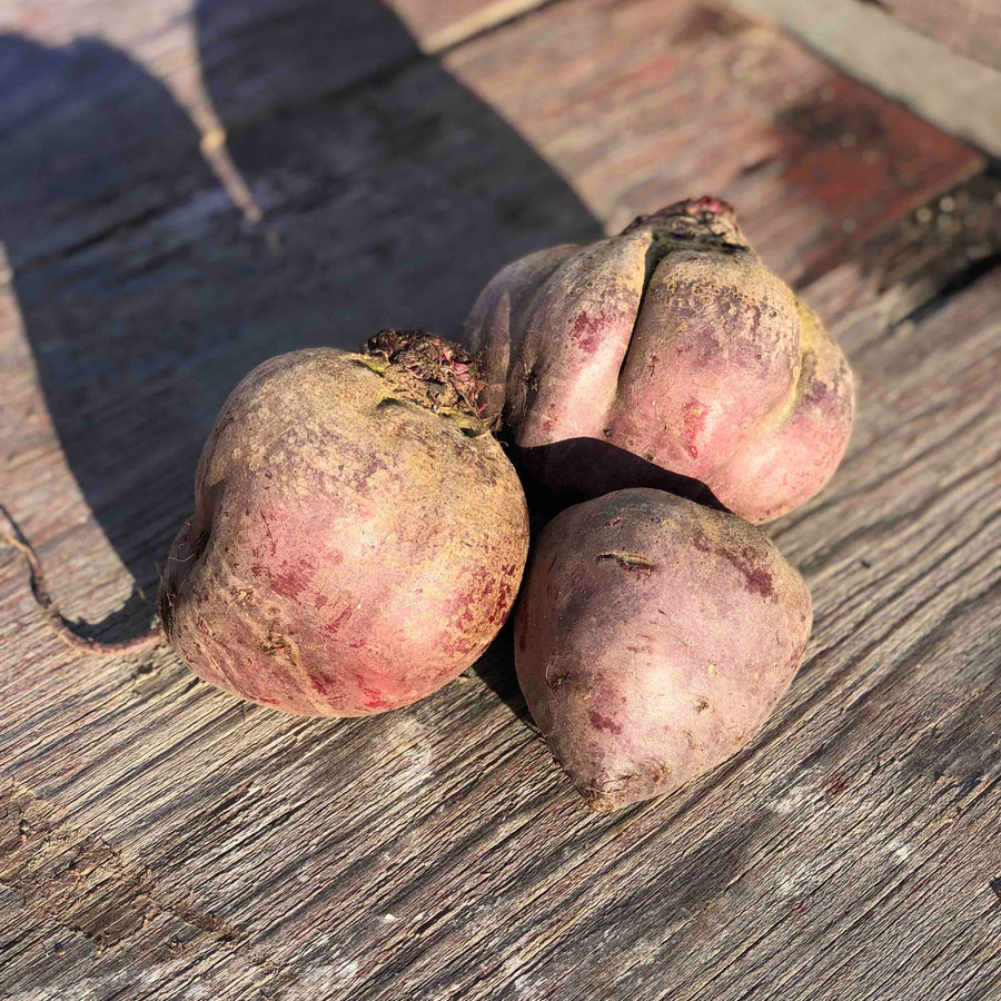 Unwashed red beets with trimmed tops on a wooden board