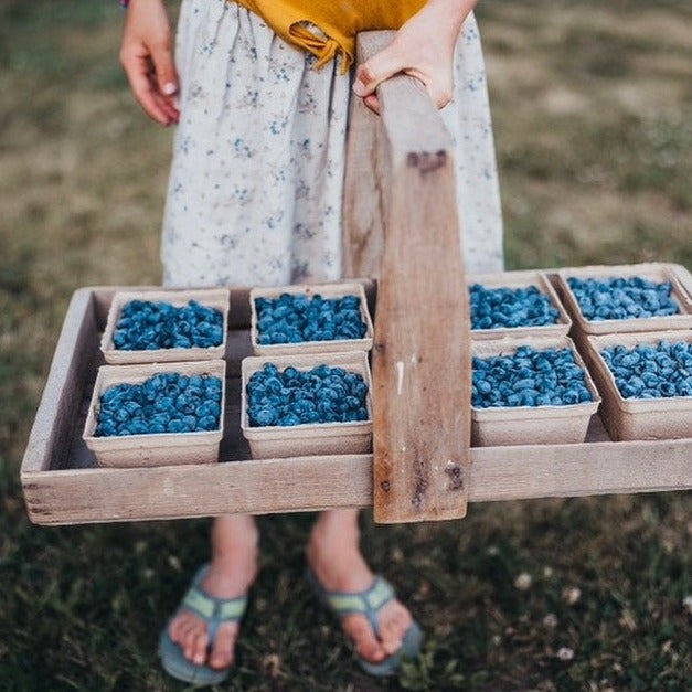 A child carrying a wooden tray of haskap baskets