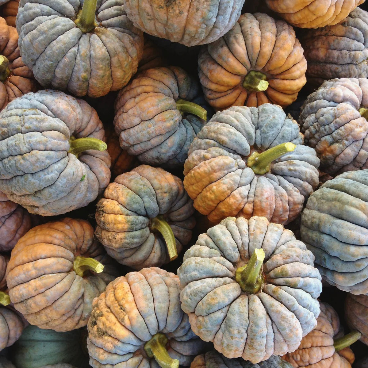 Squash, Black Futsu - No Spray - BC