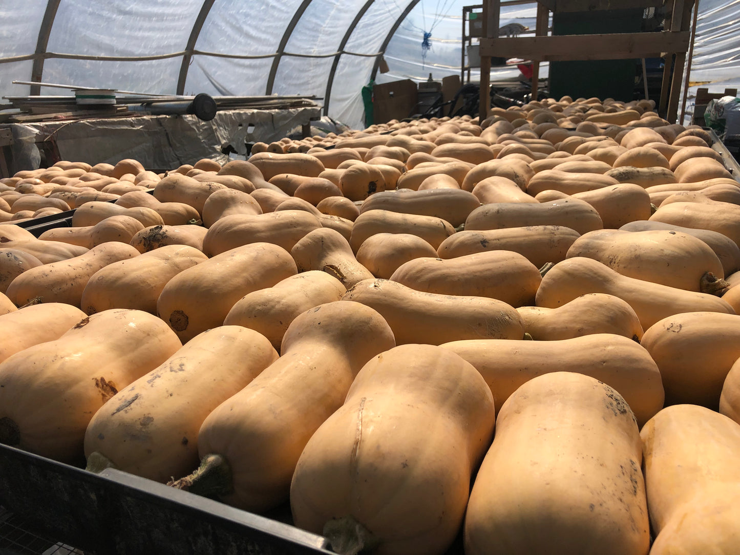 Squash, Butternut - Certified Organic