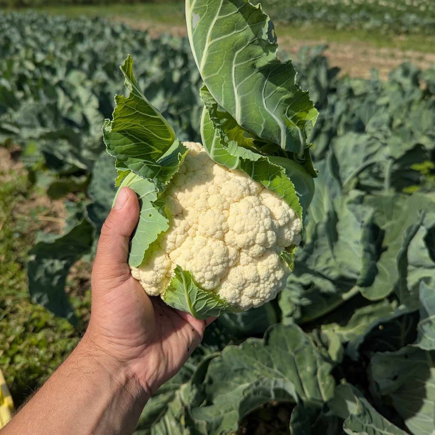 Cauliflower - Certified Organic - BC