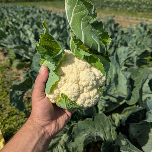 Cauliflower - Certified Organic - BC