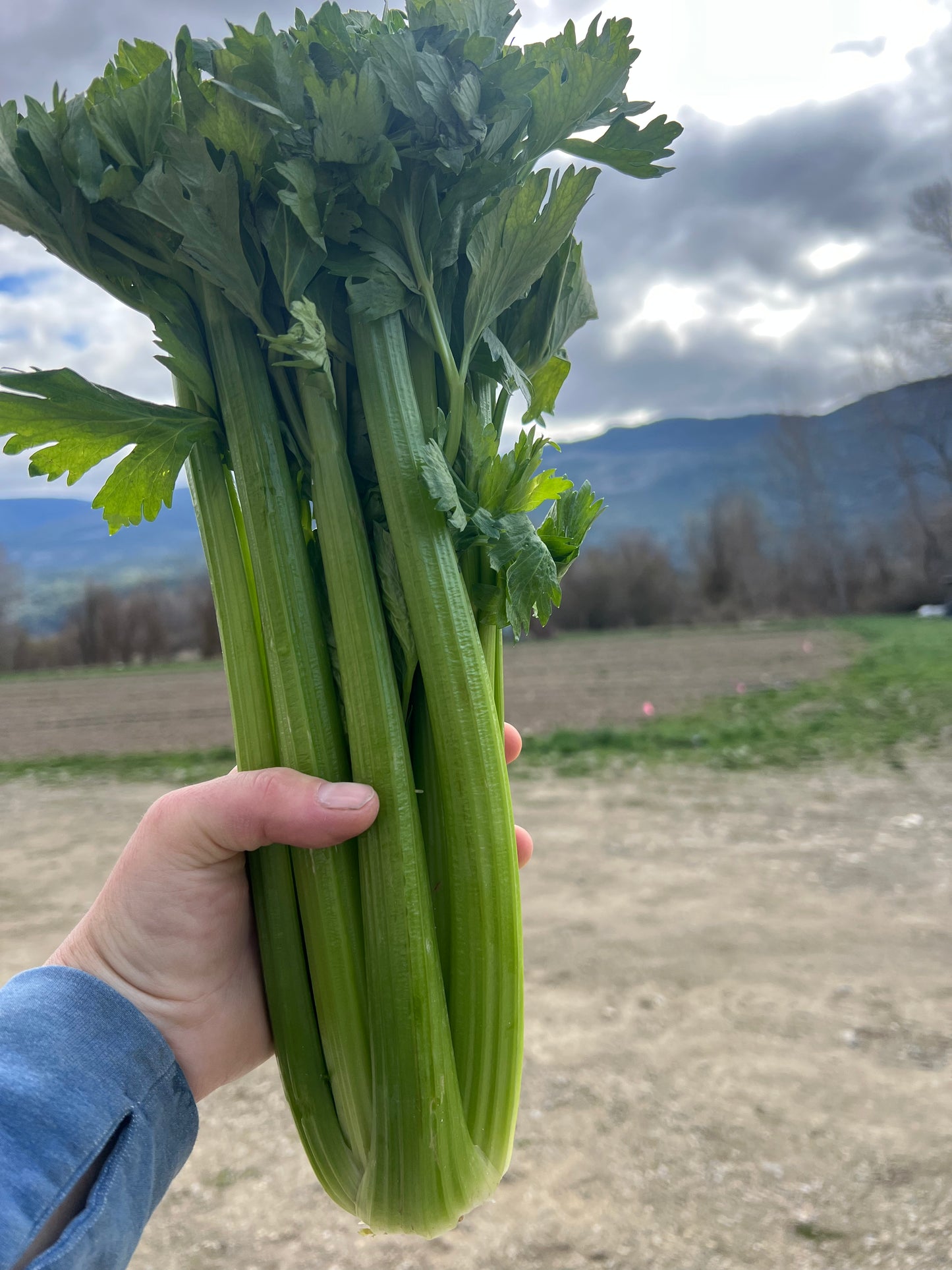 Celery, Certified Organic - MX