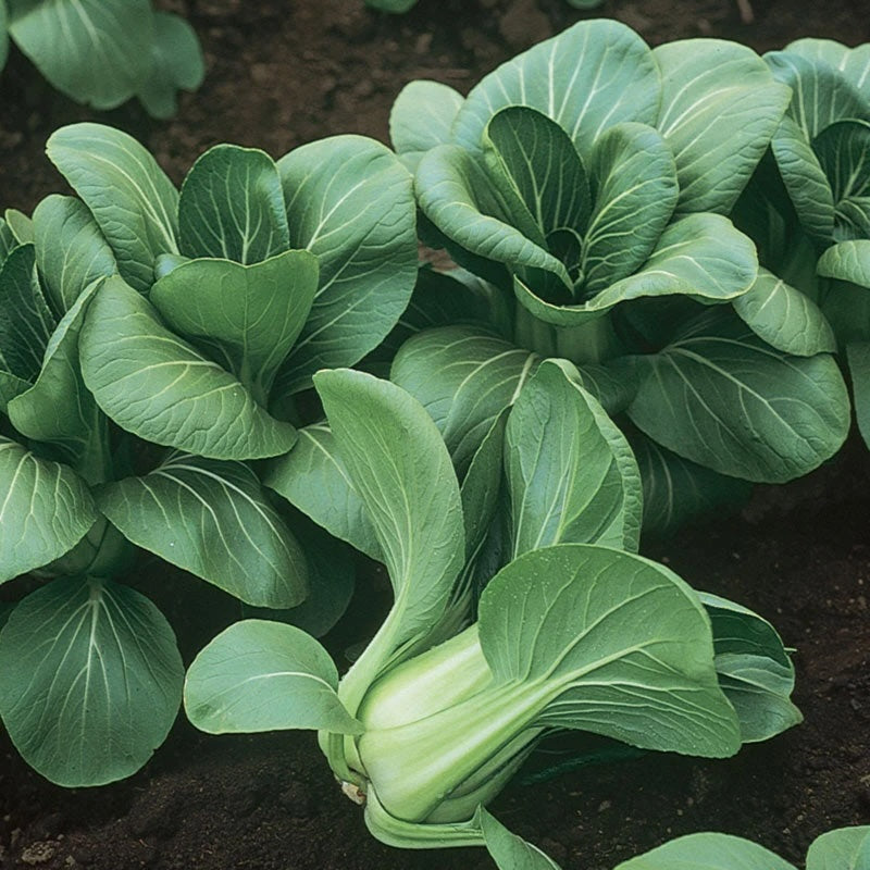 Pak Choi - Certified Organic - BC
