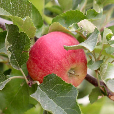 Claremont Ranch Organics