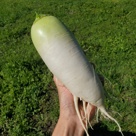 Radish & Daikon - Certified Organic, BC