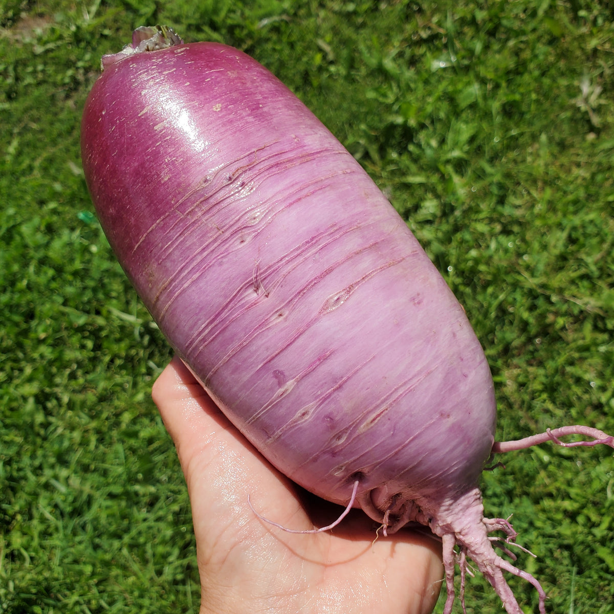 Radish & Daikon - Certified Organic, BC