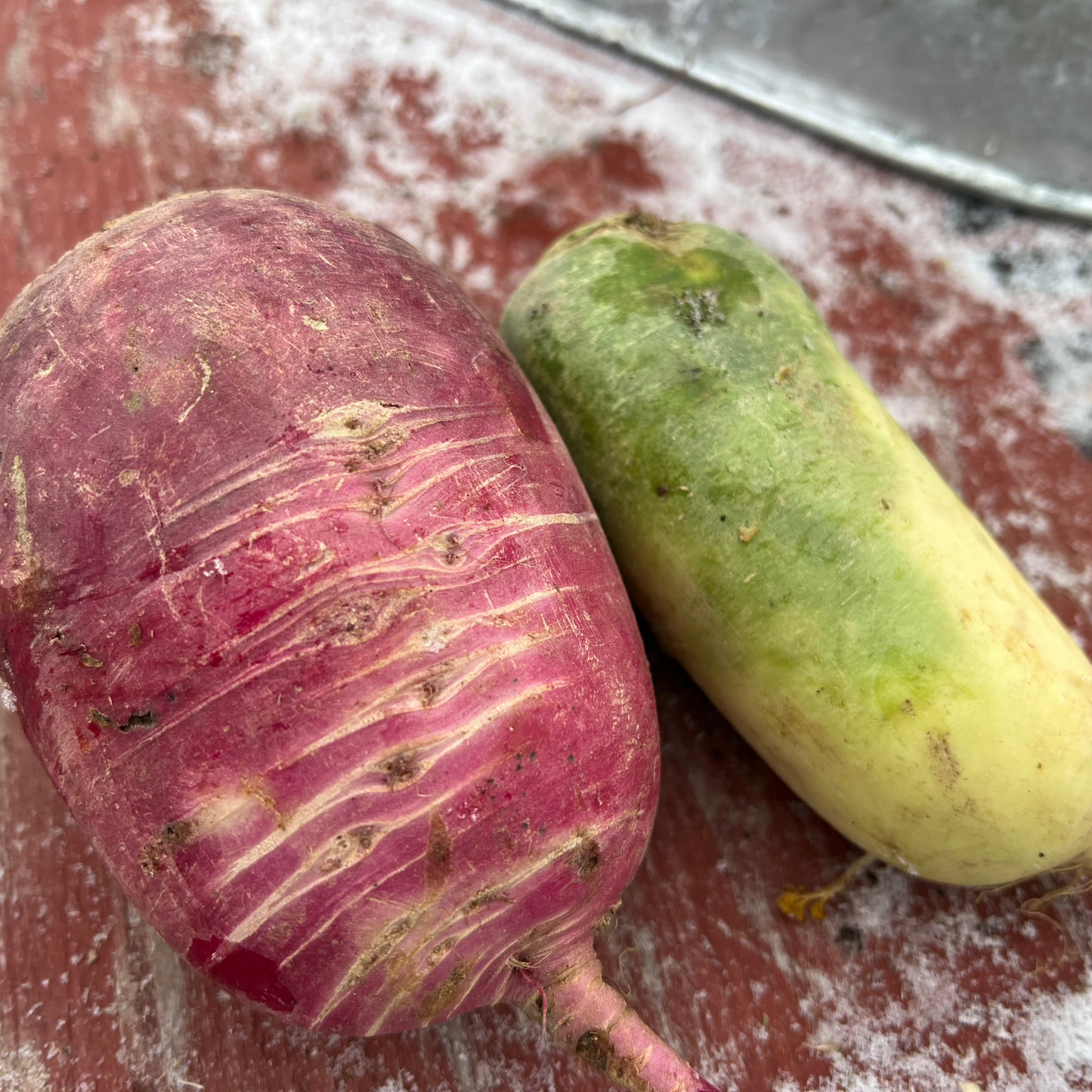 Radish & Daikon, Rainbow - Certified Organic (1lb bag), USA