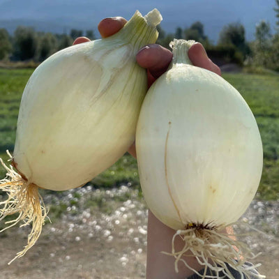 DeMille's Farm Market