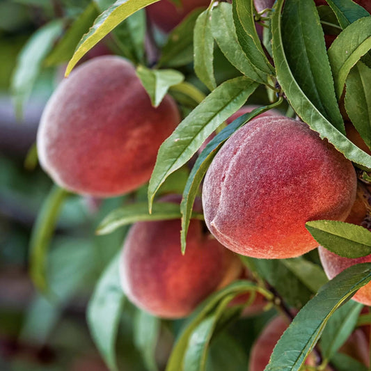 Peaches - Certified Organic - BC
