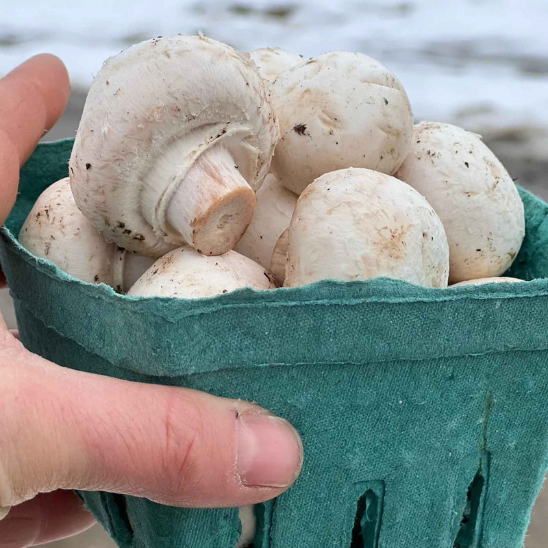 Farmer's Fresh Mushrooms farm in Abbotsford, BC