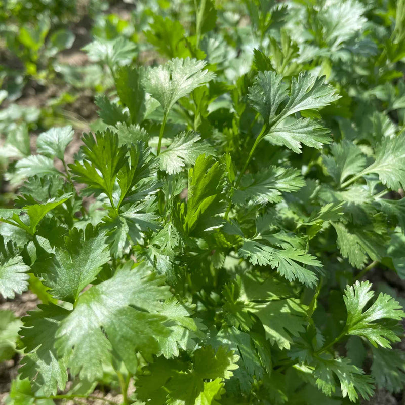 Foxy Organics farm in Salinas, CA