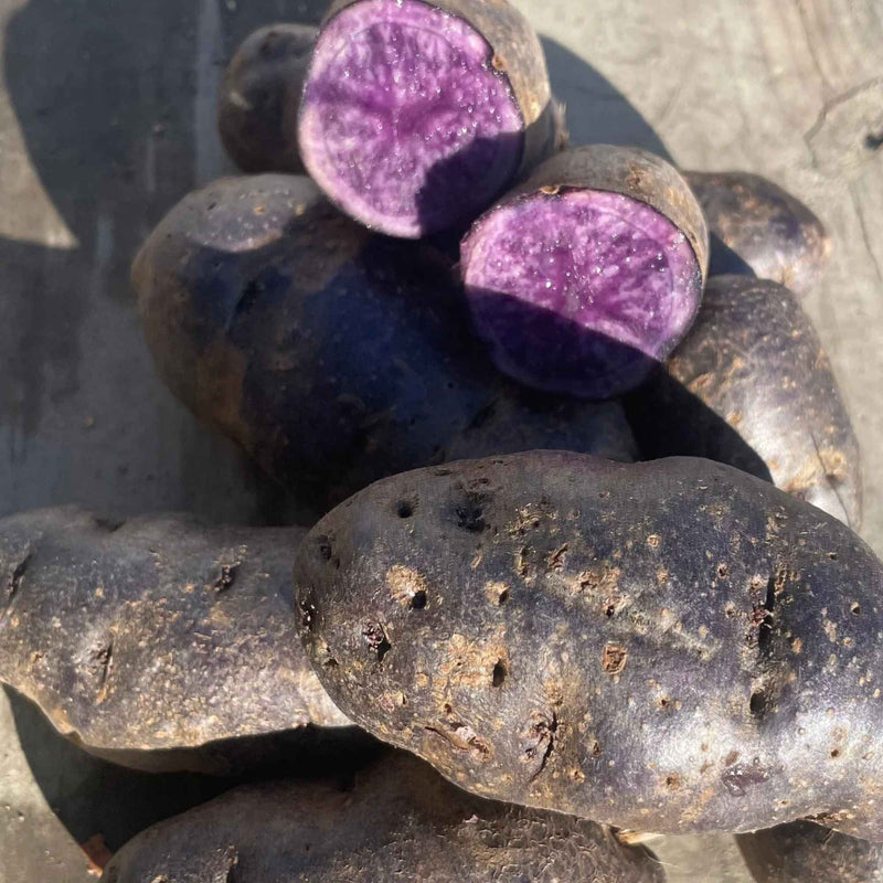 Fraserland Organics farm in Ladner, BC