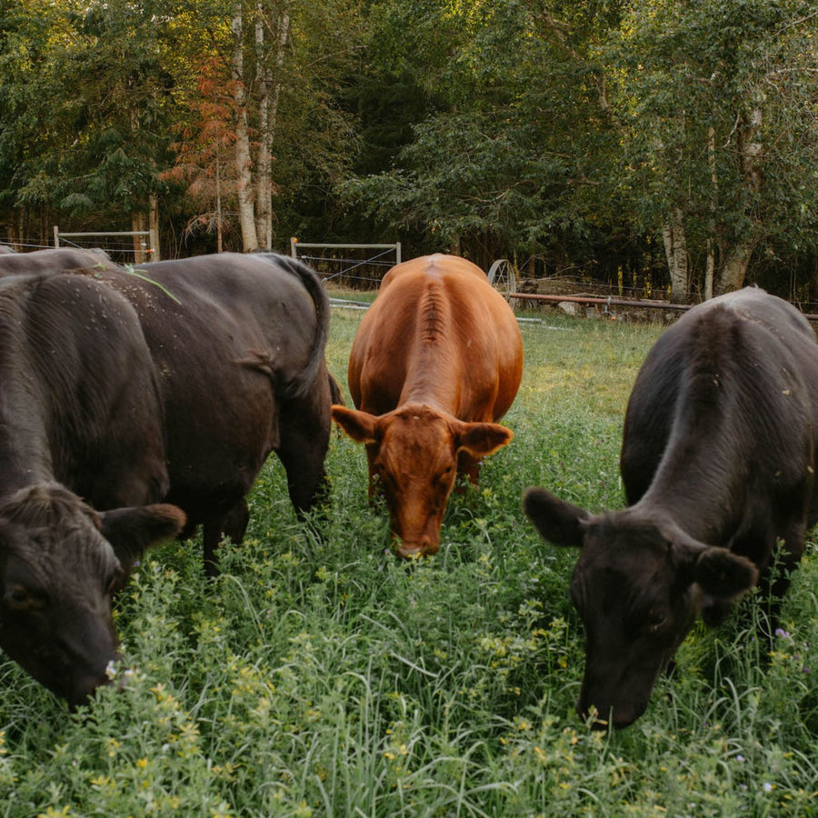 Black and red grass-fed cattle grazing on pasture at Fresh Valley Farms