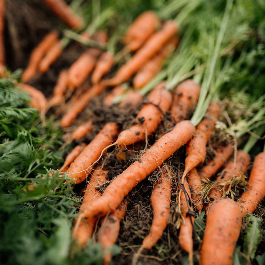 Freshly harvested carrots lying in the soil at Shuswap Organics