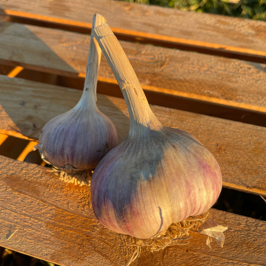 Garlic - Certified Organic