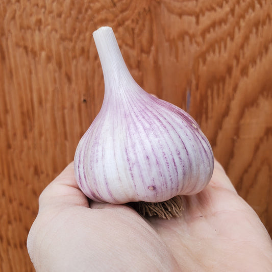 Garlic, Cured - Certified Organic - BC