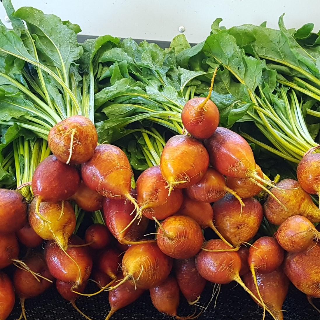 Beet, Golden Bunch - Certified Organic - BC