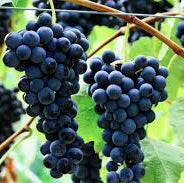 Grapes, Coronation (seedless) - Conventional - BC