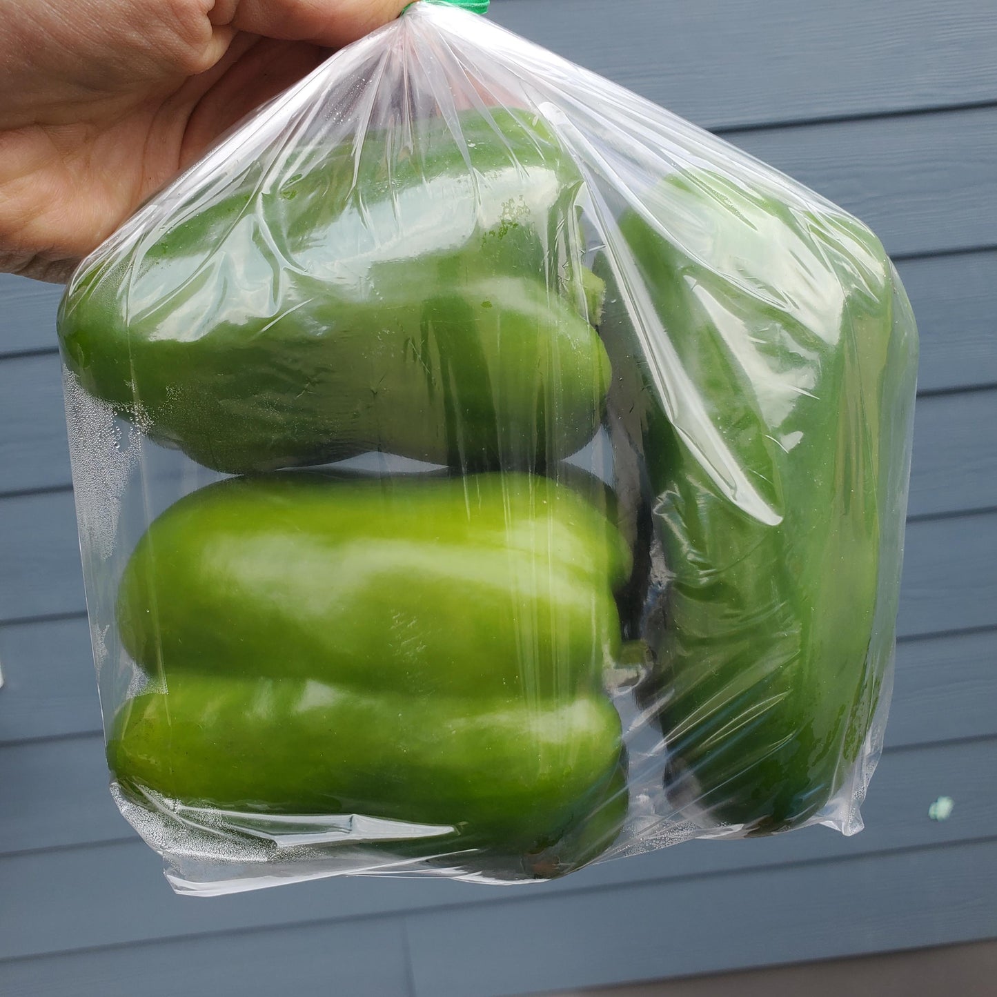 Peppers, Green (1lbs) - Conventional Hot House -BC