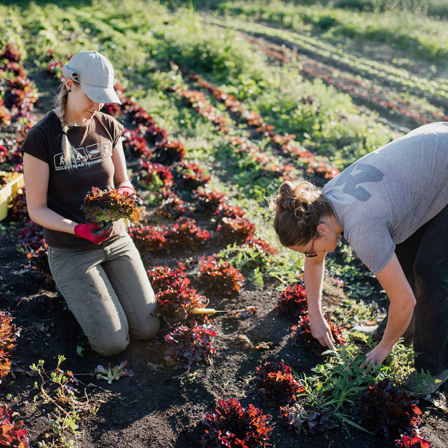 Two farmers harvesting red leaf lettuce in the field at Shuswap Organics