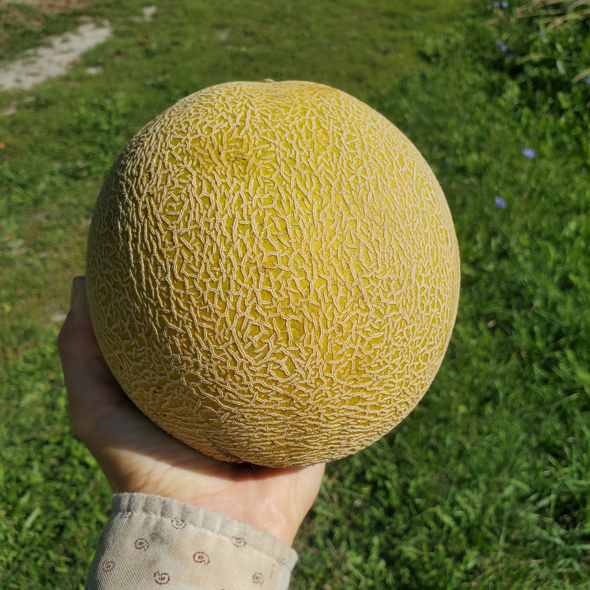 Melon, Honeydew- Certified Organic - BC