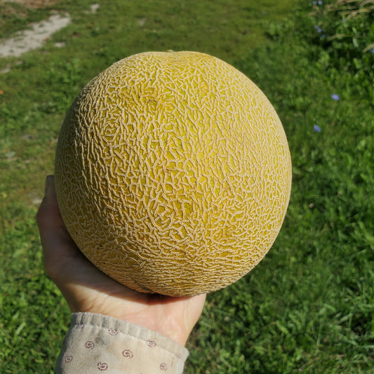 Melon, Honeydew- Certified Organic - BC