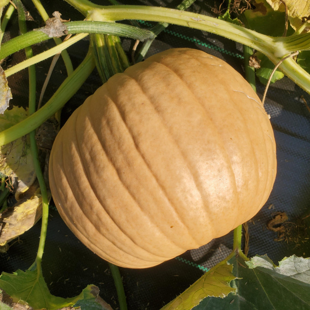 Squash, Pumpkin - Hot Chocolate - Certified Organic - BC
