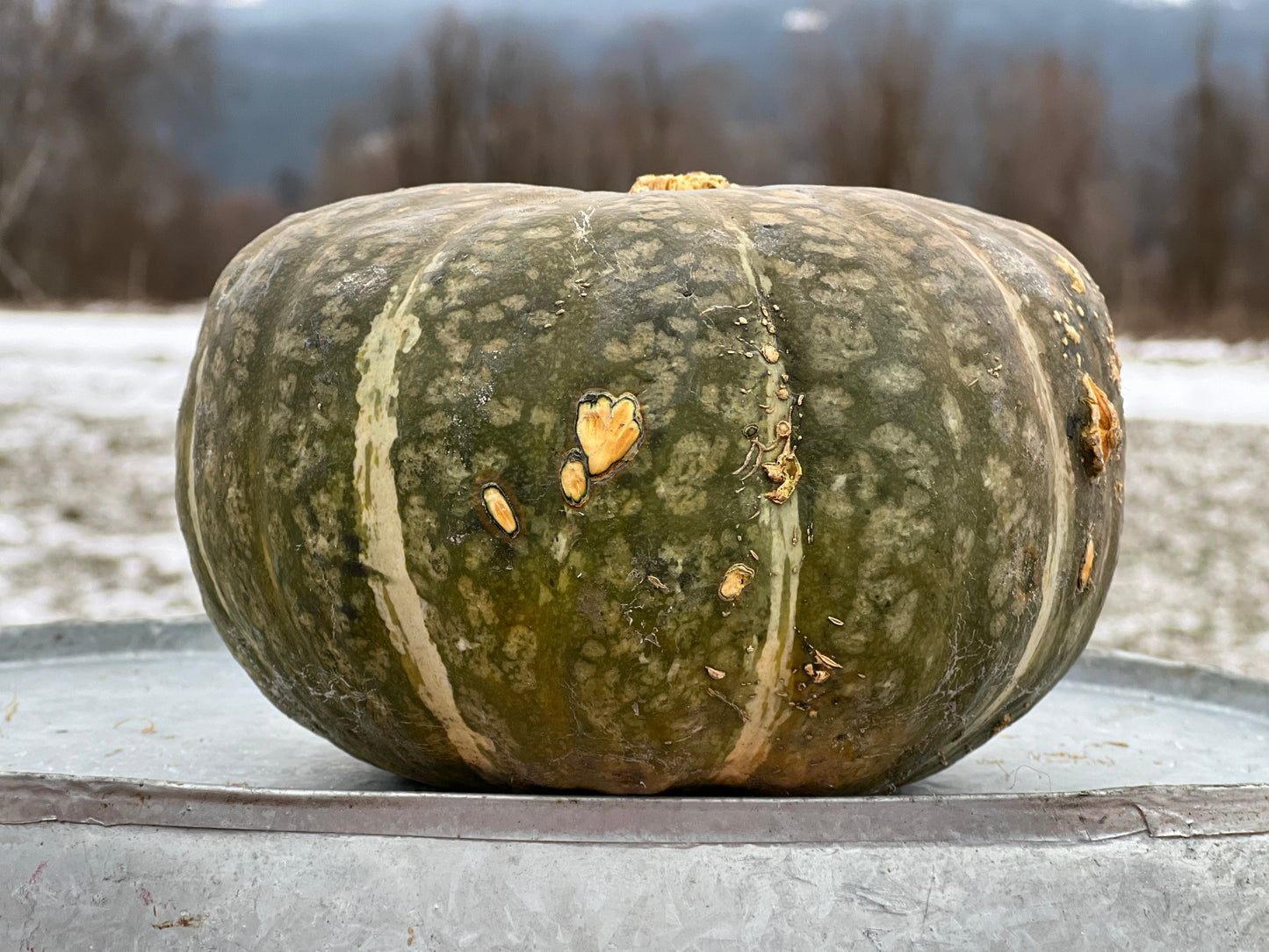 Squash, Kabocha - Certified Organic, BC