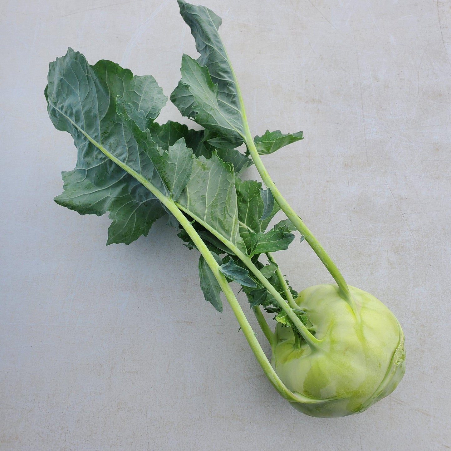 Kohlrabi, Certified Organic - BC