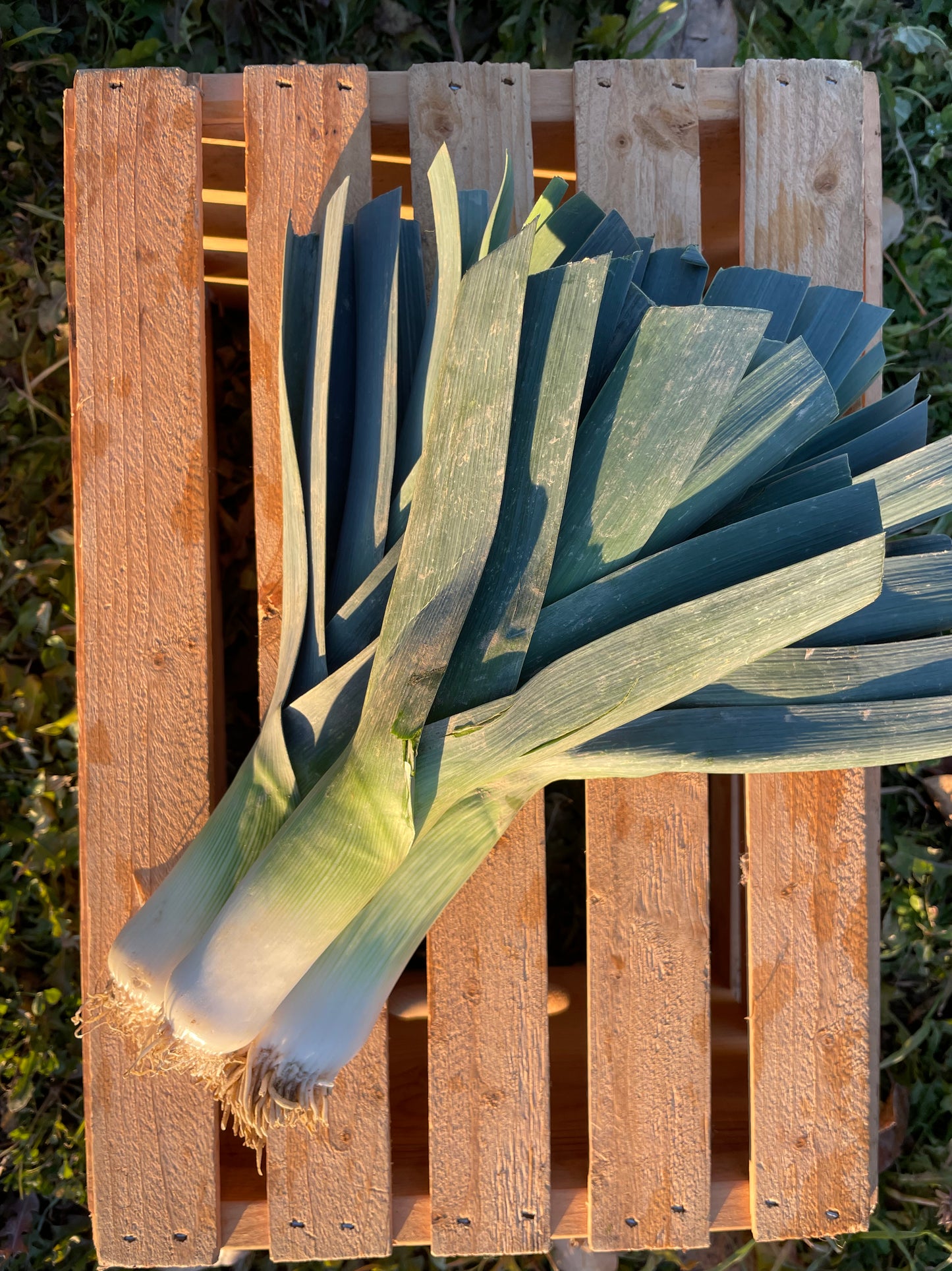 Leeks - Certified Organic (Pound)