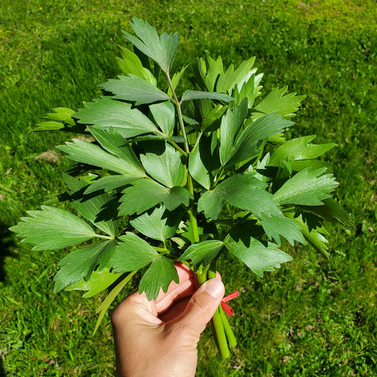 A hand picking a stem from a lovage plant