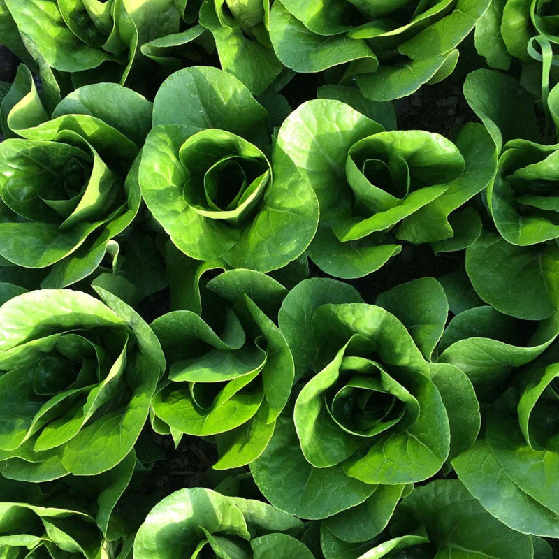 Mara Valley Produce farm in Grindrod, BC