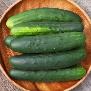 Cucumber - Slicer (Plant)