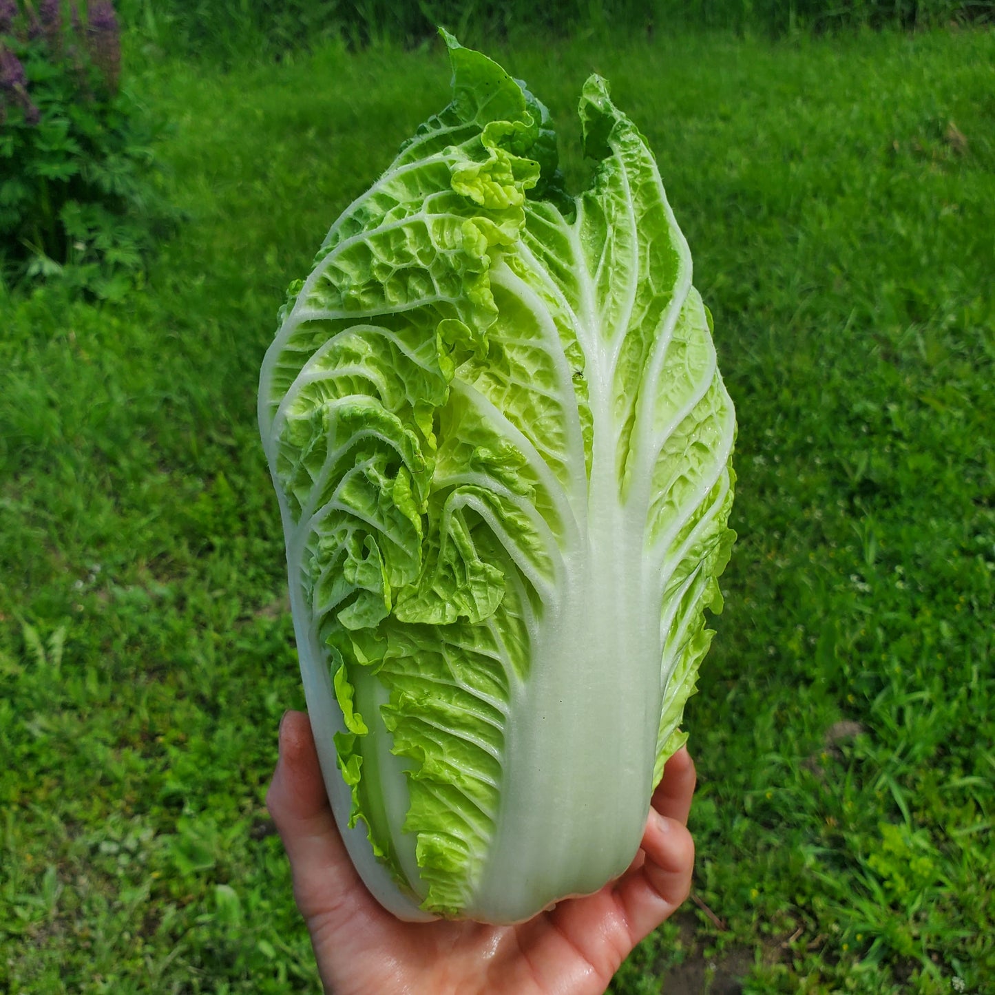 Cabbage, Napa - Transitional Organic