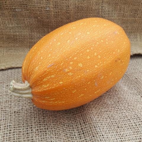Single orange spaghetti squash resting on burlap