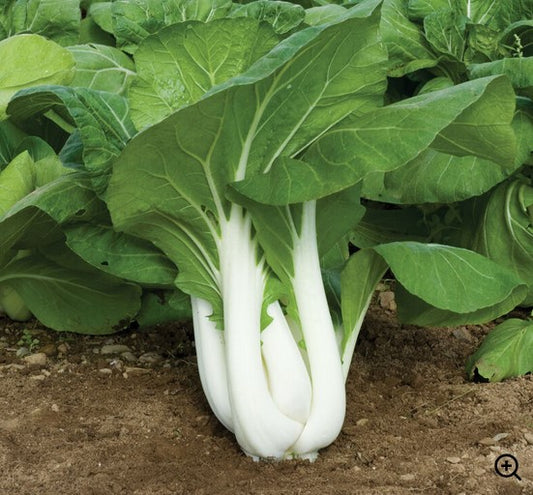 Pak Choi - Conventional - BC