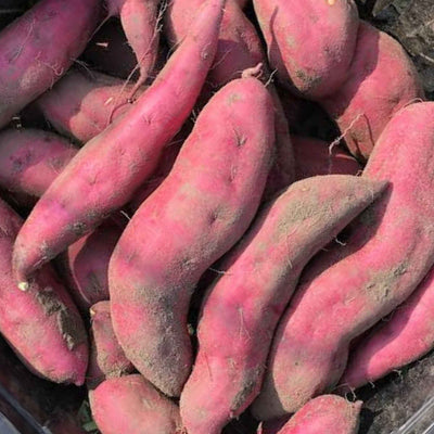 Pilgrim's Produce