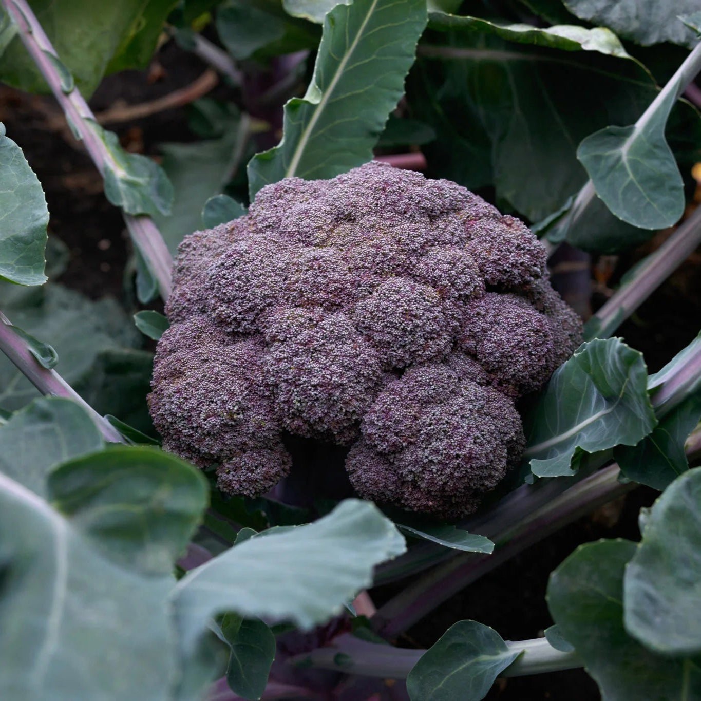 Broccoli - Purple, Certified Organic - BC