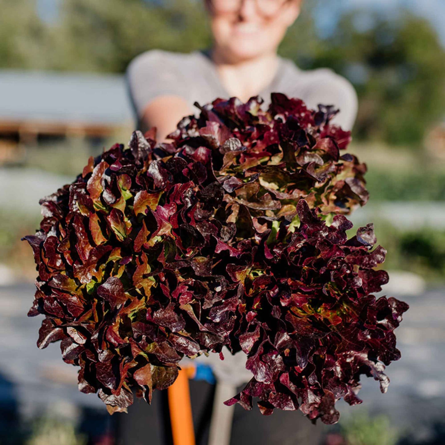 Lettuce - Red Leaf, Certified Organic - BC