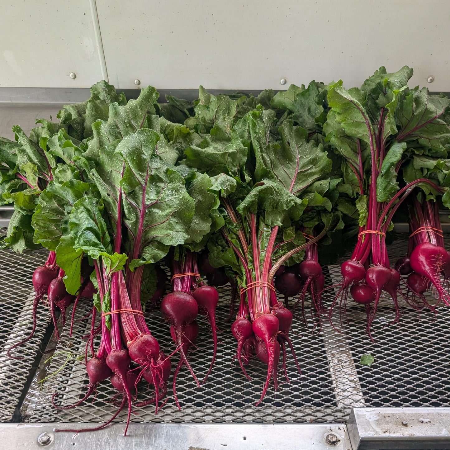 Beet, Red Bunch - Certified Organic - BC