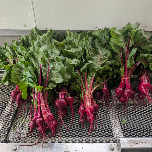 Beet, Red Bunch - Certified Organic - BC