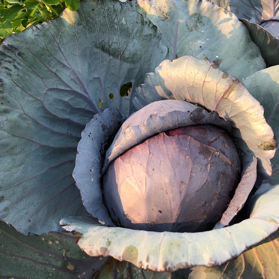 Red cabbage head growing in the field, wrapped in blue-green outer leaves