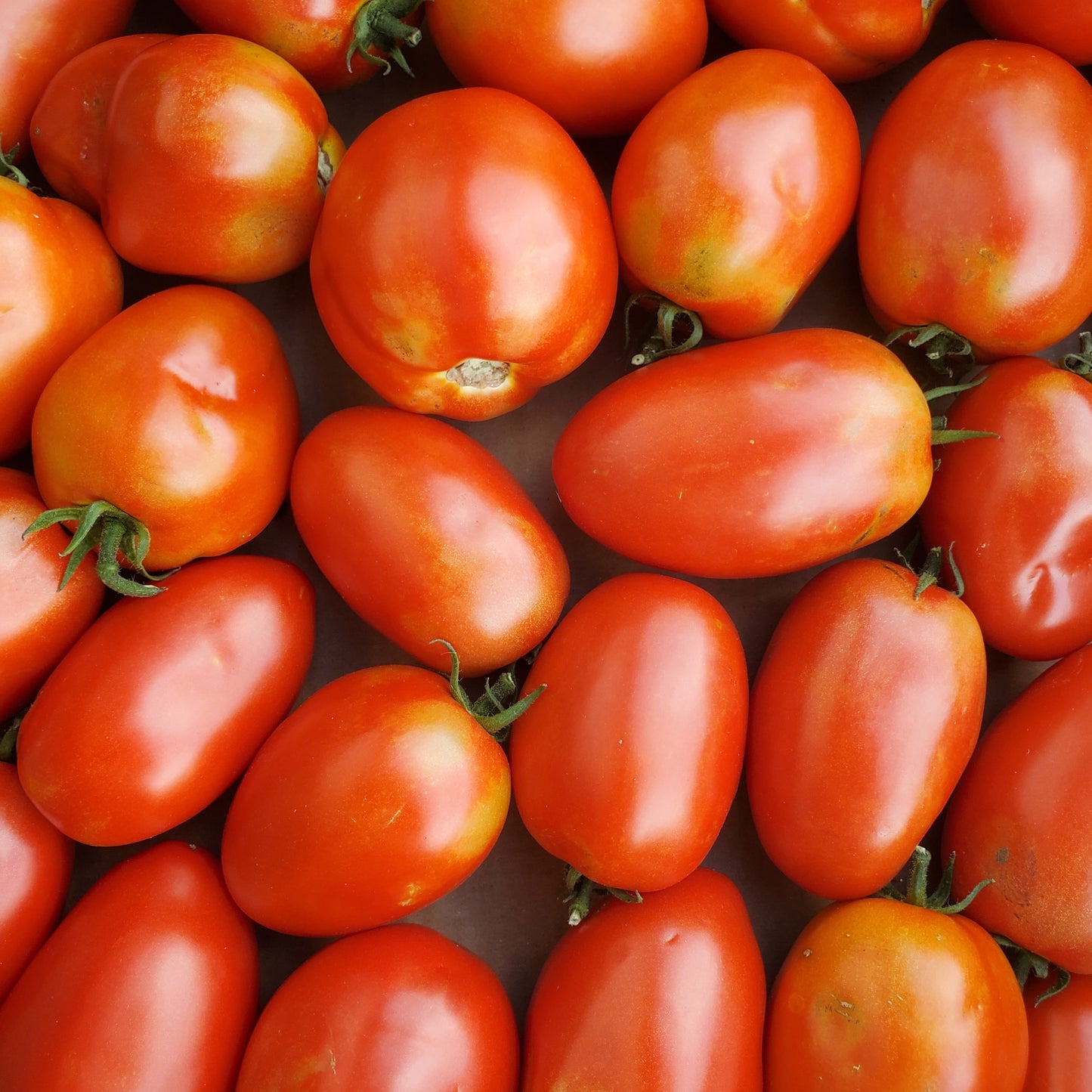 Tomato, Roma - Certified Organic - BC