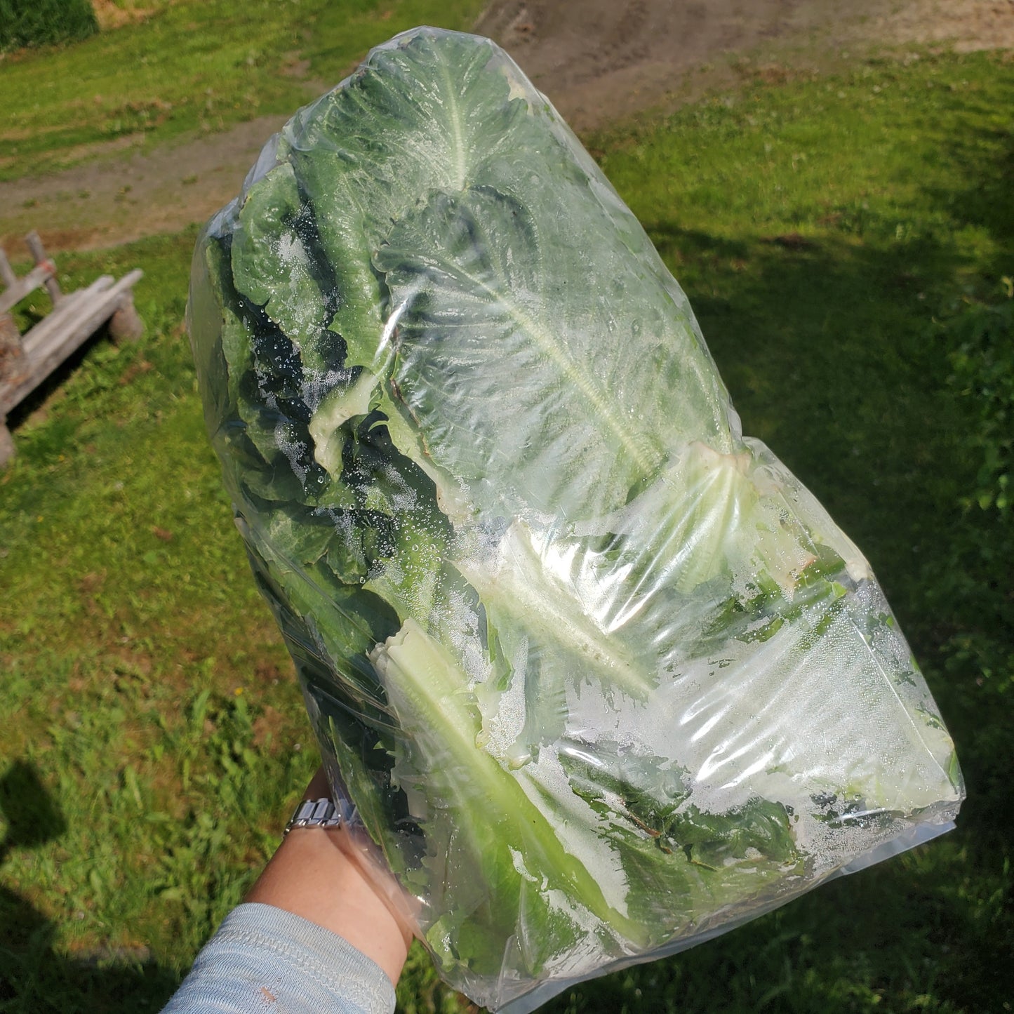 Lettuce (Romaine Leaves) - Transition to Organic - BC