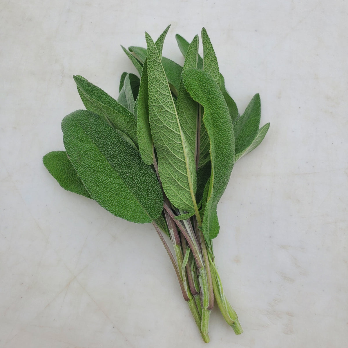 Herb - Sage Bunch, Certified Organic - BC