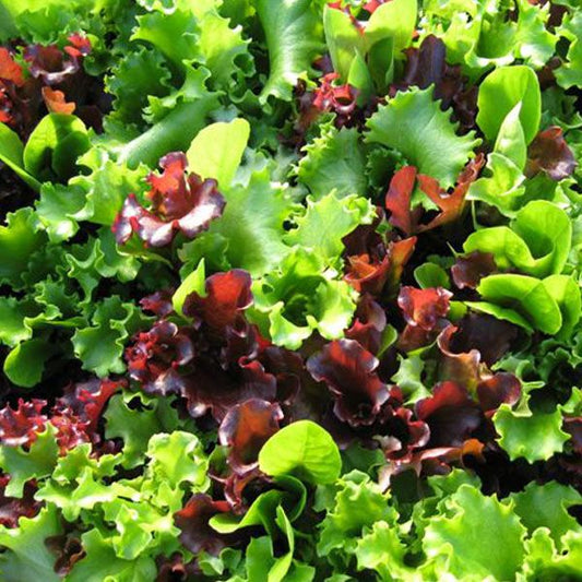 Salad Mix (Plant)